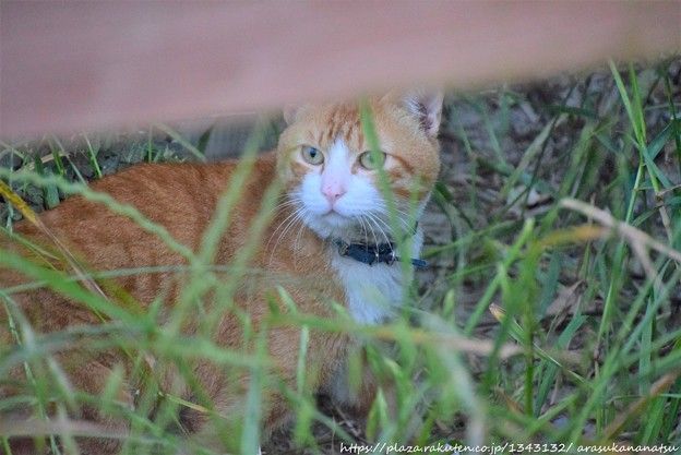 猫さんのお話 | 今日の予定 - 楽天ブログ