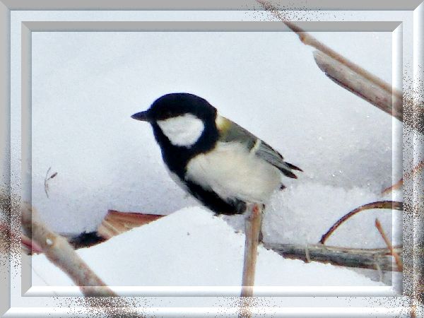 シジュウカラと雪