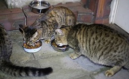 5DA_9709-4.jpg