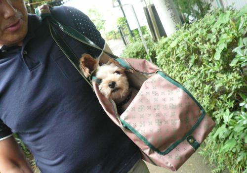 inキャリーバッグ