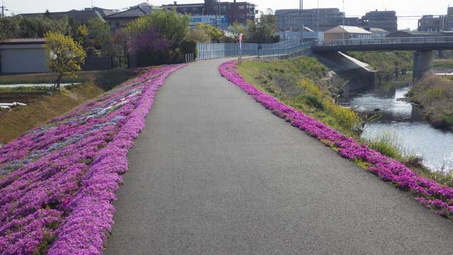 20160412芝桜3.jpg