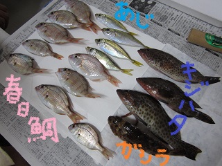 H25.7.28　釣果♪