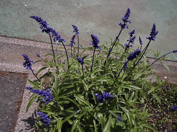 ブルーサルビア