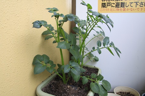 mekakiafter
