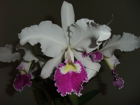 C. warscewiczii 'Frau Melanie Beyrodt' FCC/RHS 20140629-2