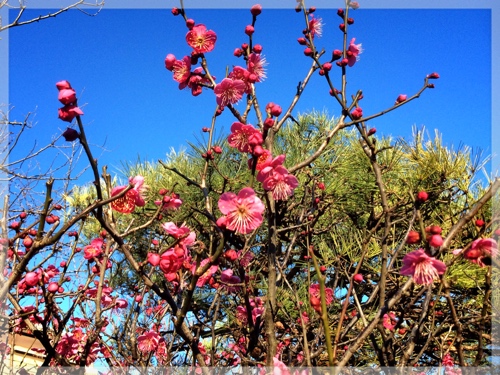岡村天神の紅梅