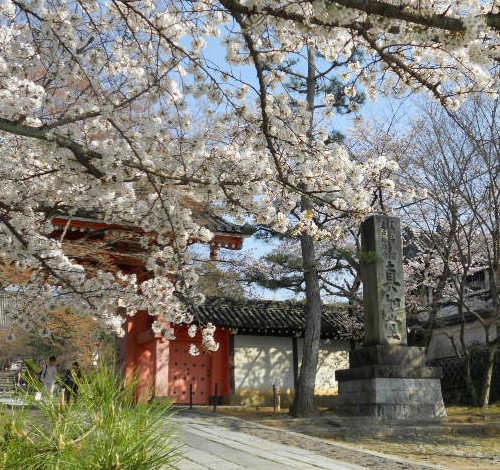 2015-3-31 真如堂総門前の桜.jpg