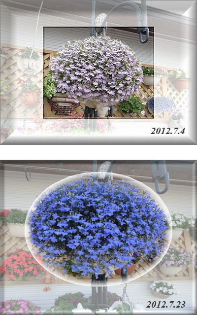 今年のアズーロコンパクト「ピンク」と「スカイブルー」