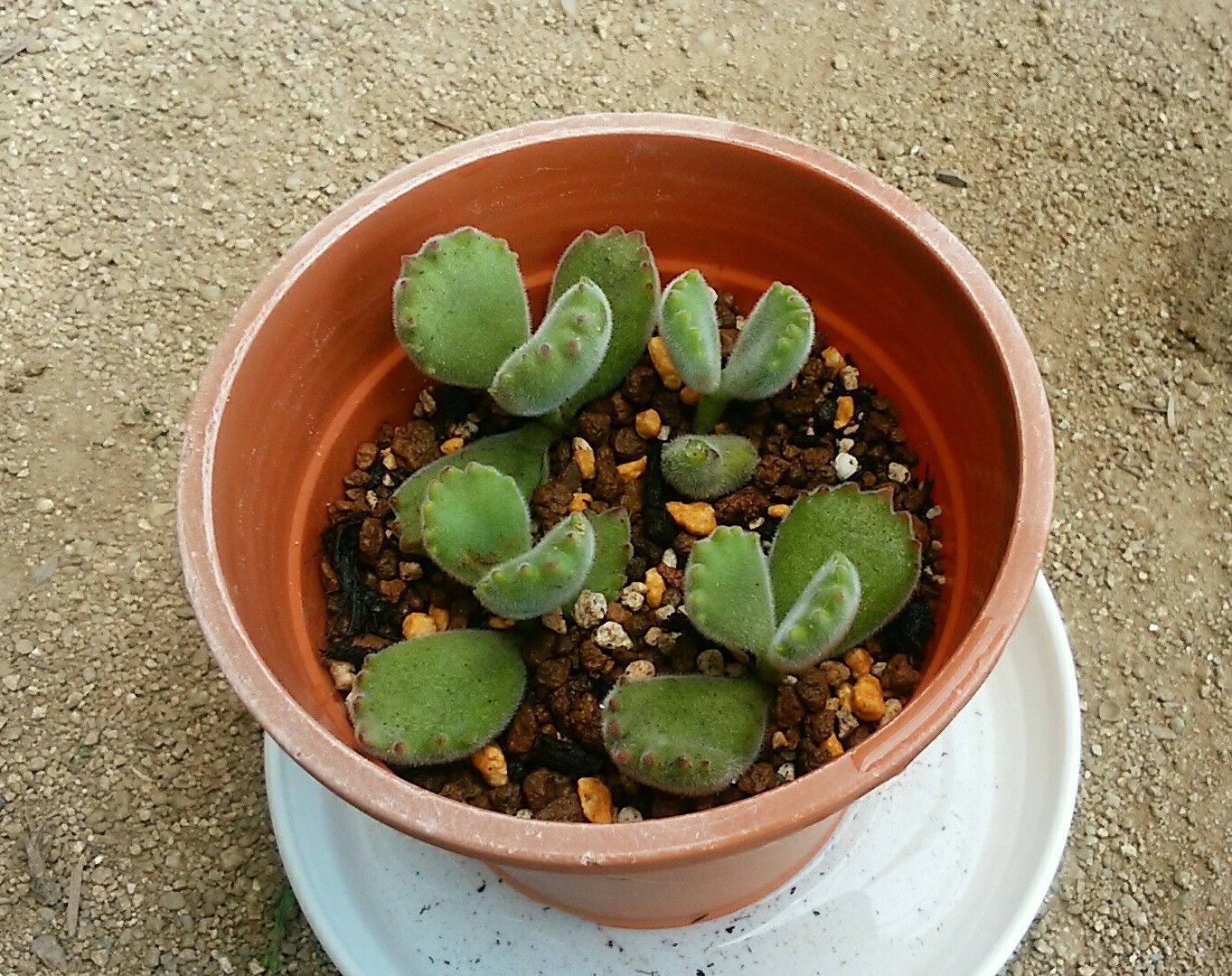 熊童子挿し木その後 さぼてん日和 楽天ブログ