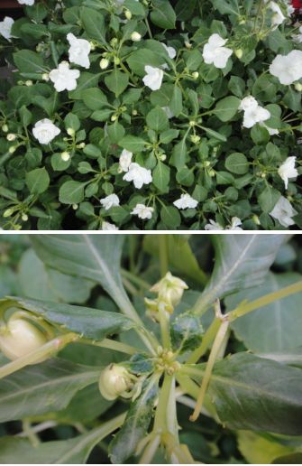 新芽や花芽がおかしいインパチェンス