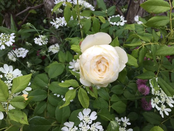 rblog-20170526225212-00.jpg