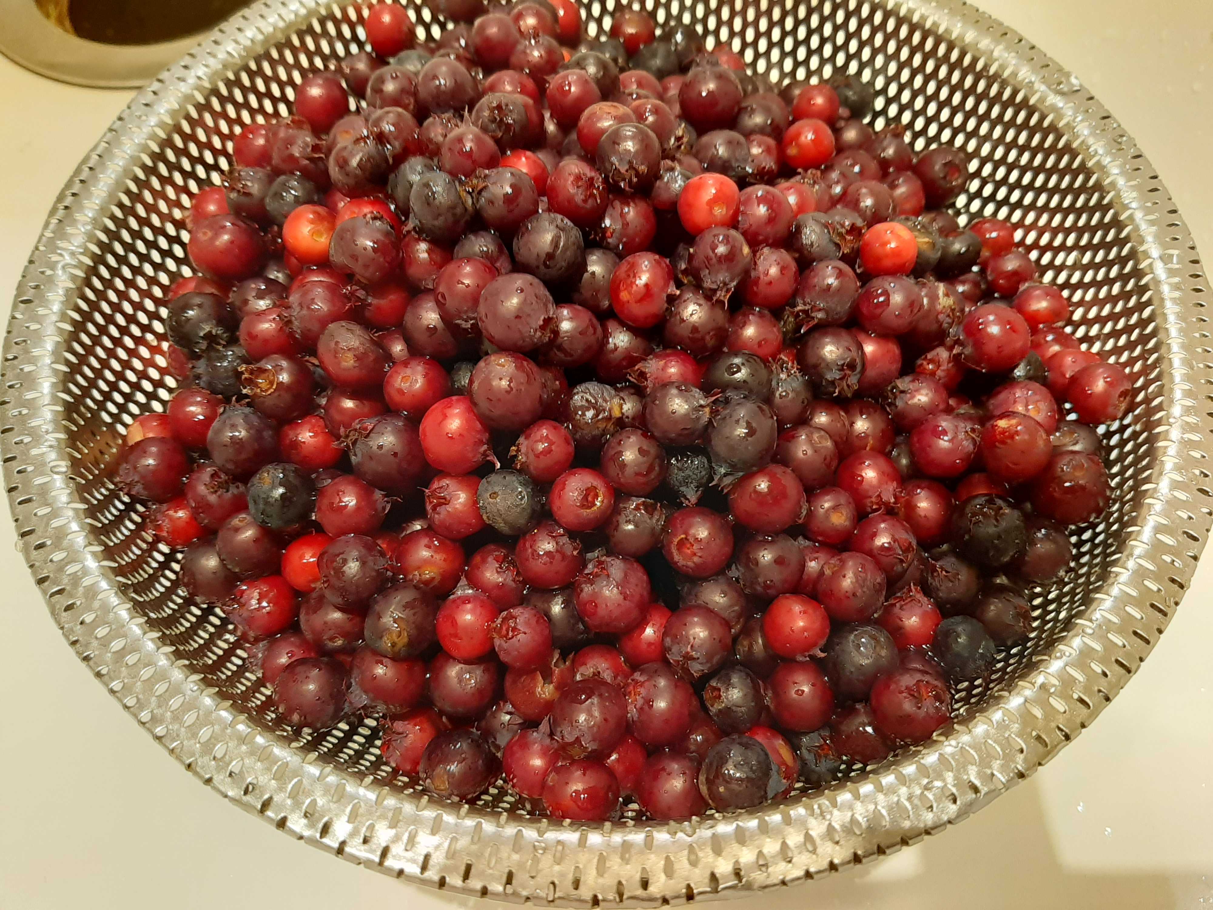 今年も ジューンベリーがなりました そらははr52のブログ 楽天ブログ