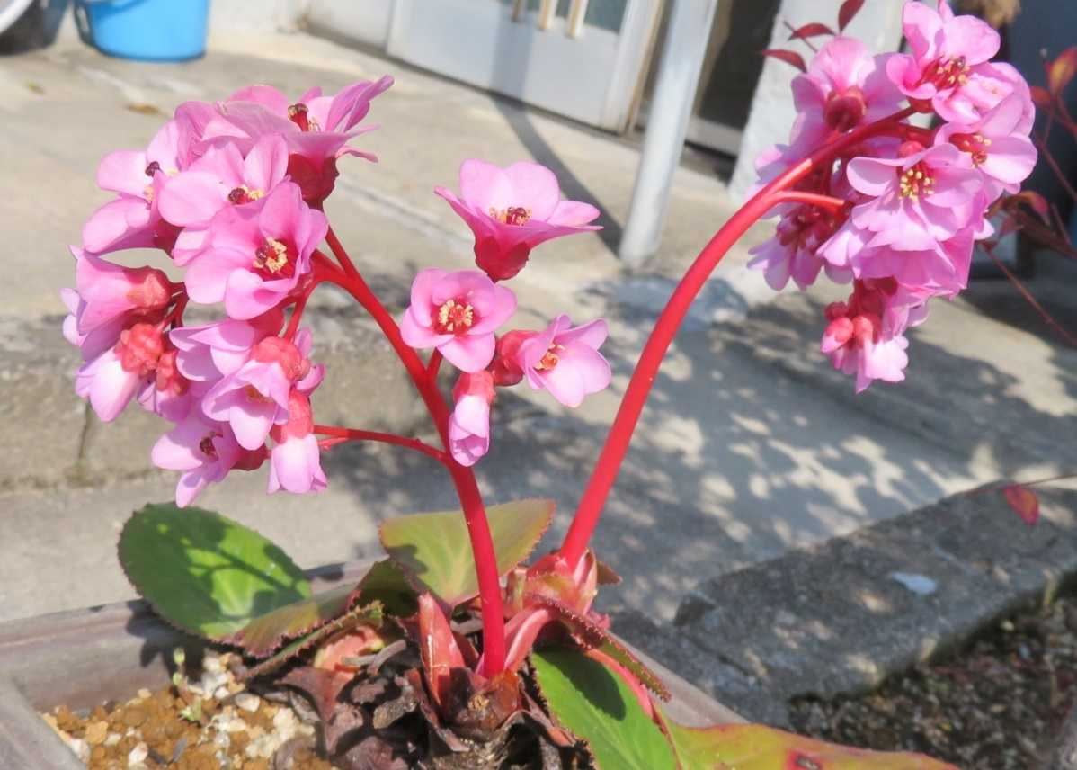 今日も変わらず 花はヒマラヤユキノシタ だい のひとりごと 楽天ブログ