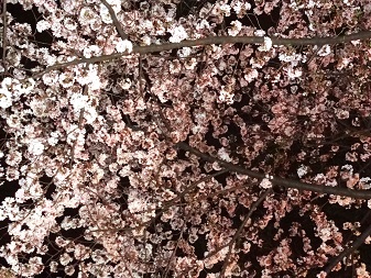 花見４.jpg