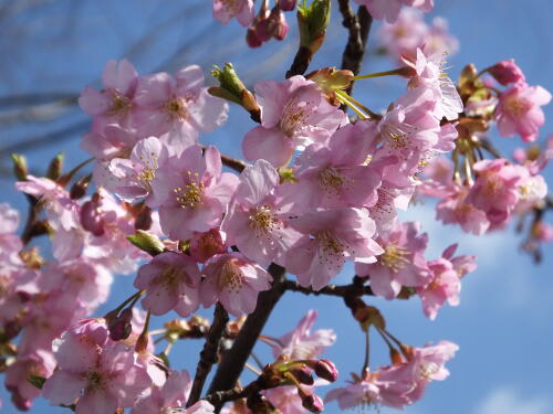 河津桜