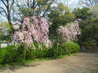 IMG_2931.jpg