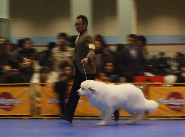 2012-12-2　FCI大阪インターGP.JPG
