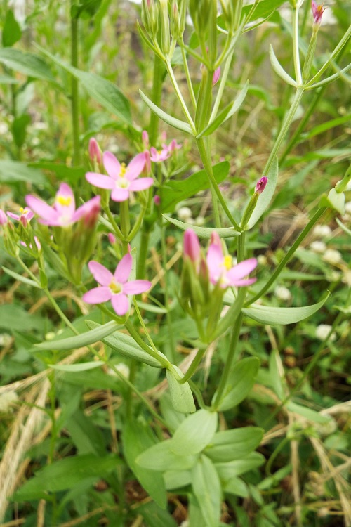 ハナハマセンブリ（花浜千振）