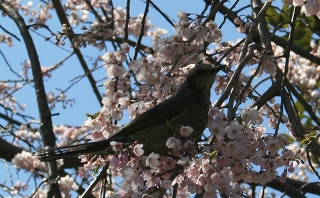 2012 Sakura　鎌倉・本覚寺