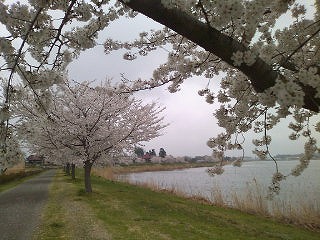 城沼の桜