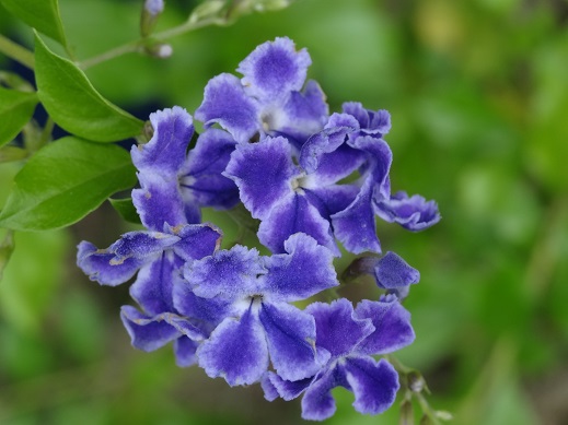 花4.JPG