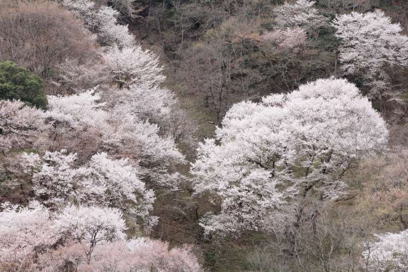 黒川桜の森_002.jpg