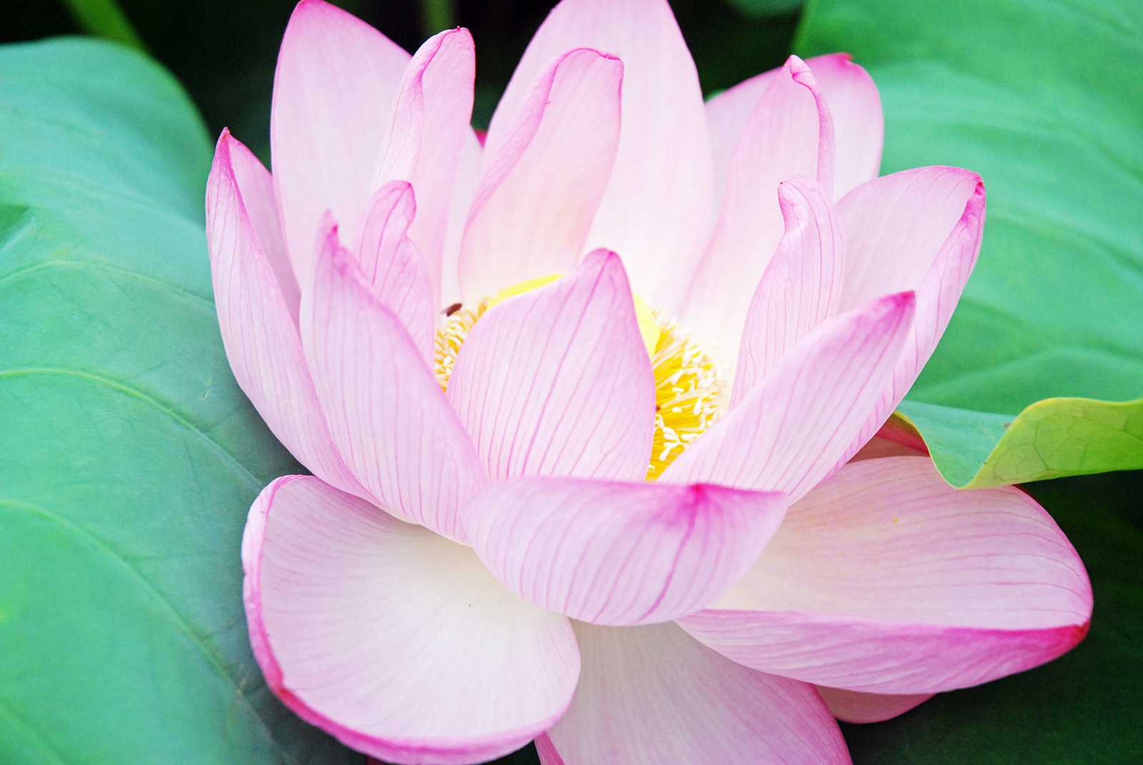 街角スケッチ 上野不忍池の蓮の花が見頃です みゃあみゃあのトーク トーク 楽天ブログ