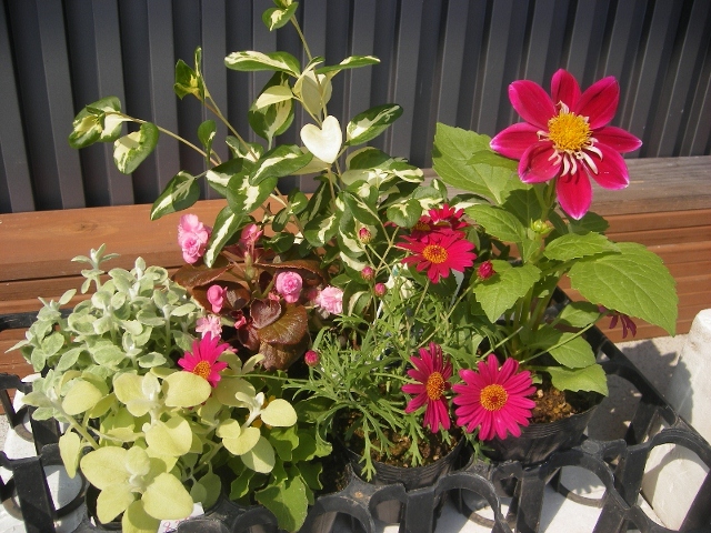 IMGP0152 (800x600) (640x480).jpg