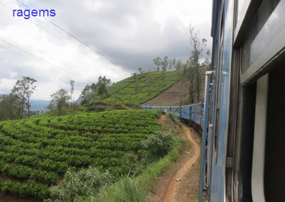 6train in tea plantation jpg.jpg