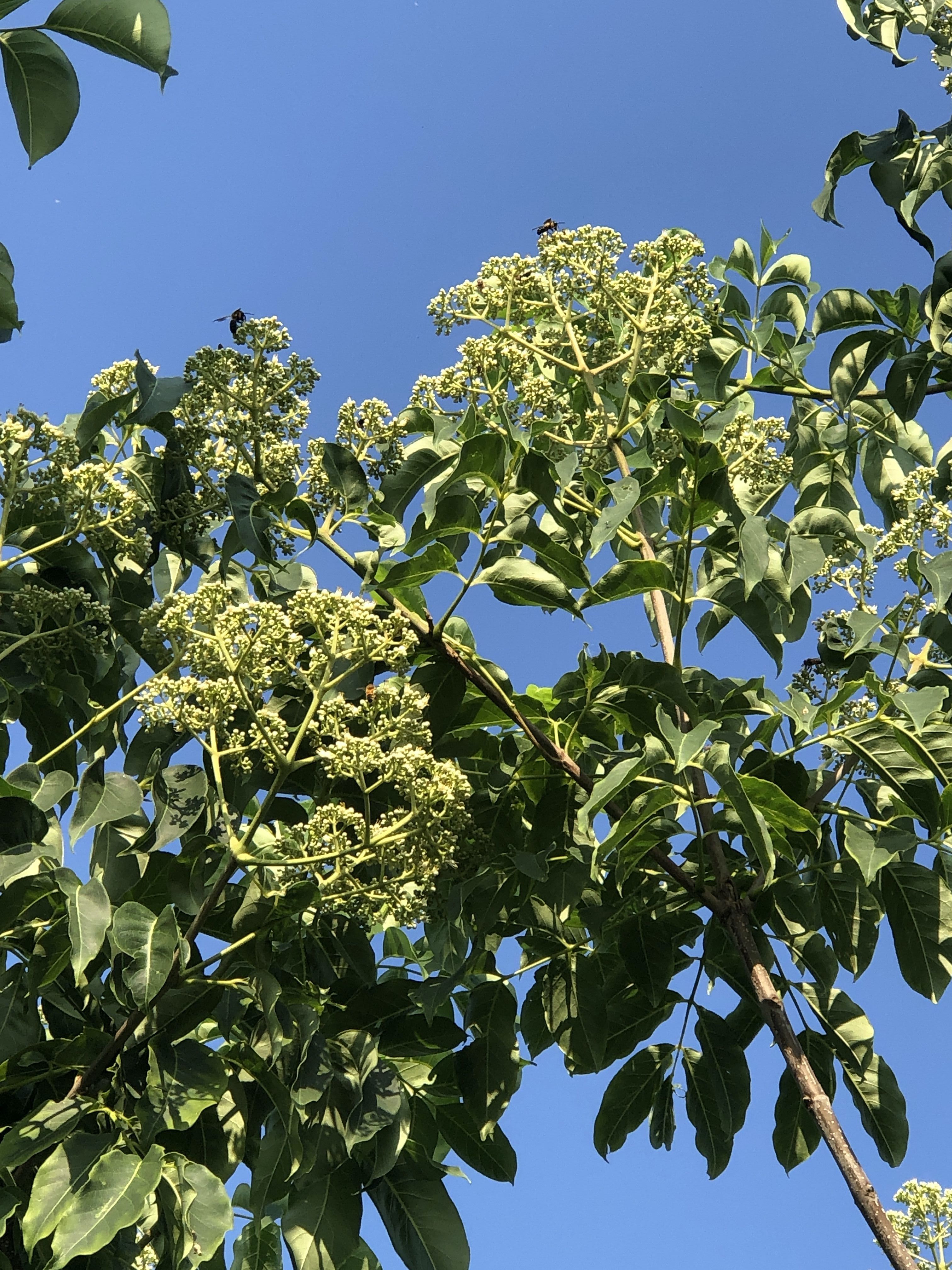 蜜源植物 Youchanの休日の遊び方 楽天ブログ