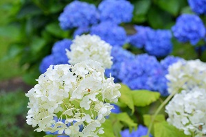 さくらの里 【伊豆高原パルテール撮影】