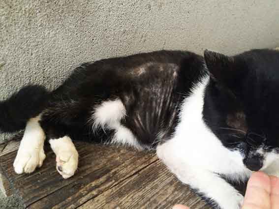 我が家のニャンコ♪2015/11/17-3