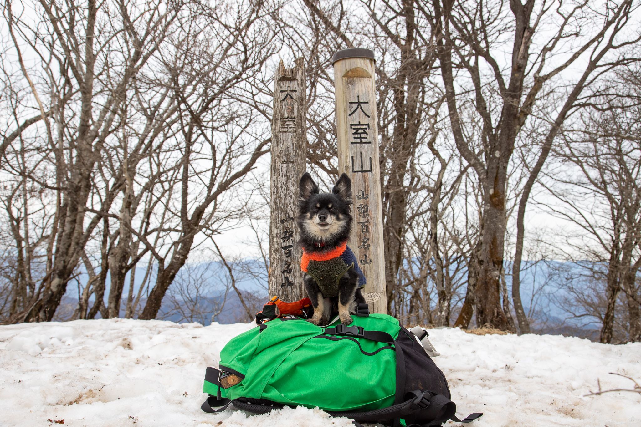 大室山 | 登山犬アーロン - 楽天ブログ