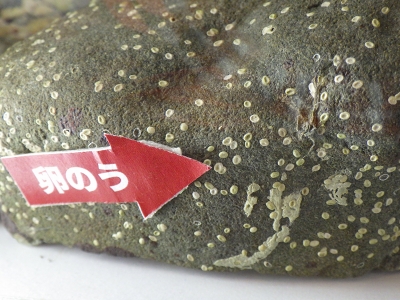 大阪市立自然史博物館2015年7月中旬35　イシマキガイ（Clithon retropictus）の卵嚢