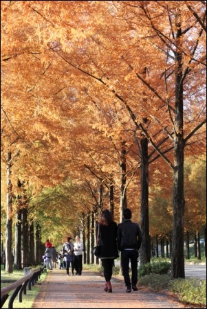 11月-5 黄金色の散歩道
