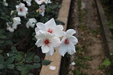 中之島公園のバラ（ホワイト・ウィングス）