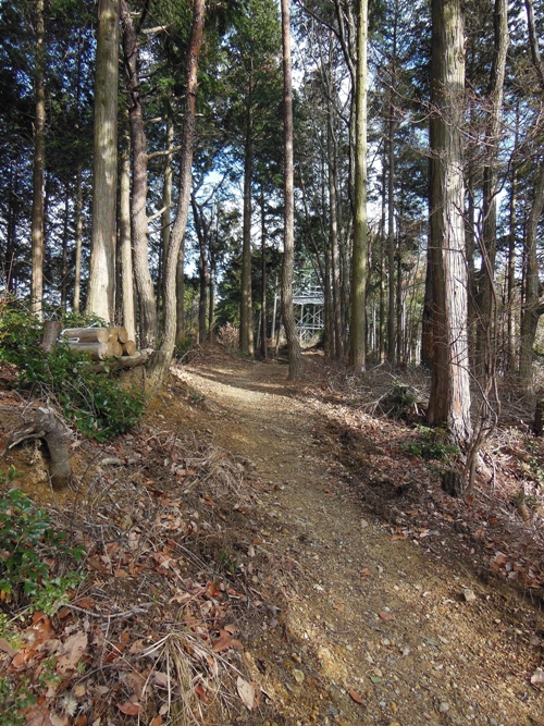里山防災林3.JPG