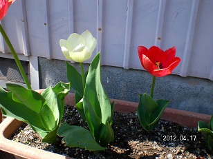 チューリップ3