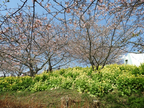 まつだ桜まつり