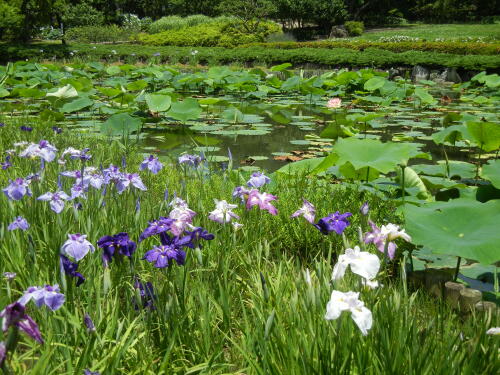 馬場花木園にて