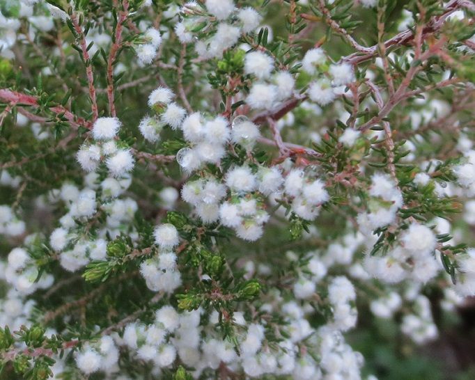 まん丸い小さな花 アトリエもこの適温生活 楽天ブログ