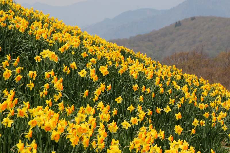 蓬莱山・ラッパ水仙_6-2.jpg