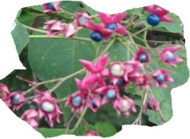 花１.jpg