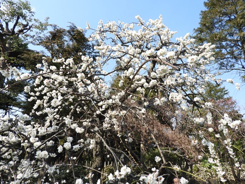 池上梅園