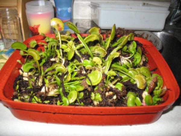 ハエトリソウの越冬 休眠と冷蔵庫法 有 かえる商会 楽天ブログ