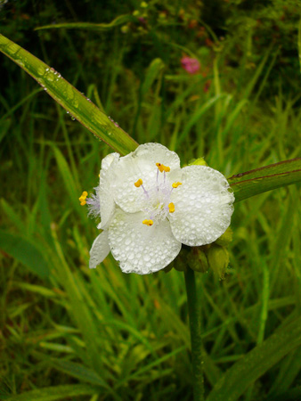 Fujiya Hotel flower.jpg