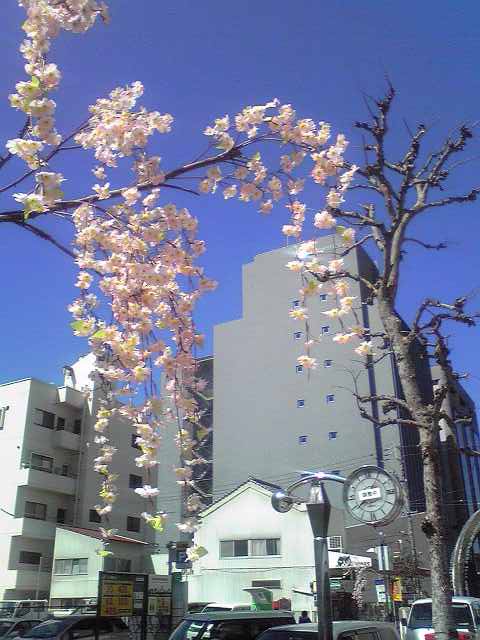 2015.3　病院の後桜