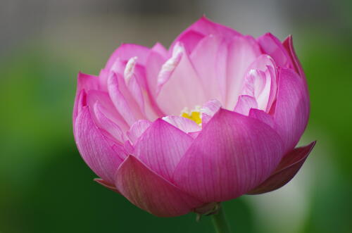 昭和記念公園のハスの花