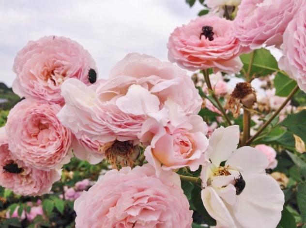 rose