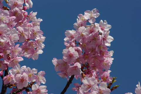 河津桜